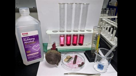 beetroot permeability test